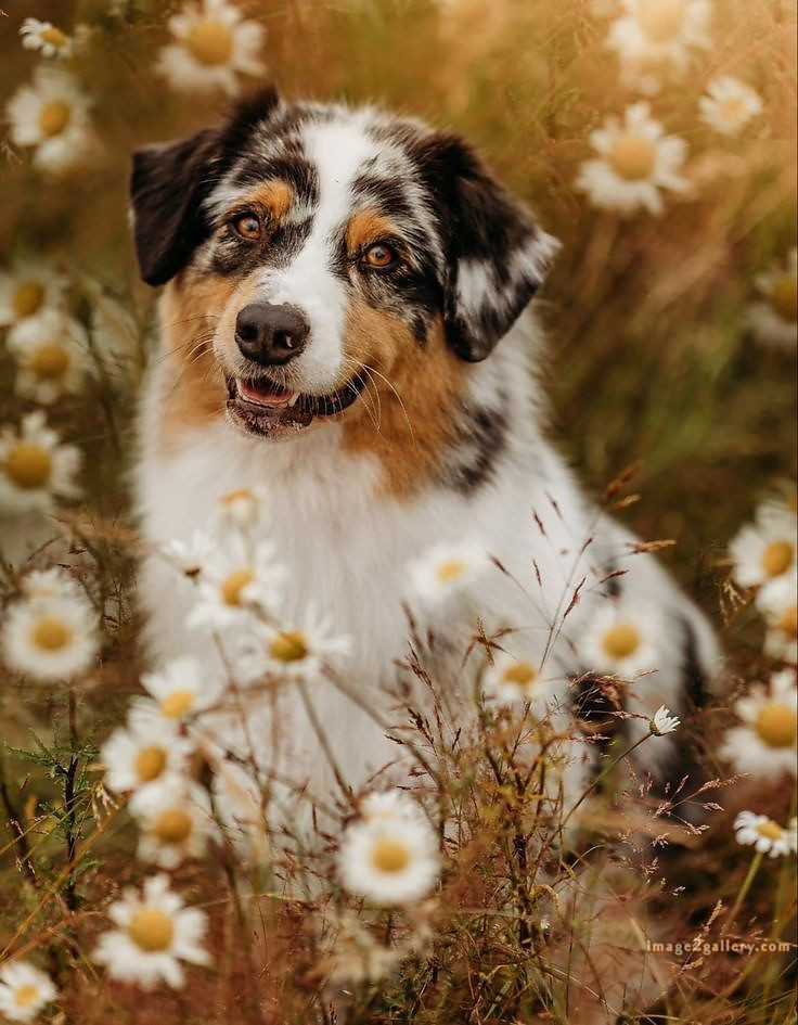 1100+ Dog Images Free Download | Cute Dog Pictures | 840 beautiful dog photos download -(21)