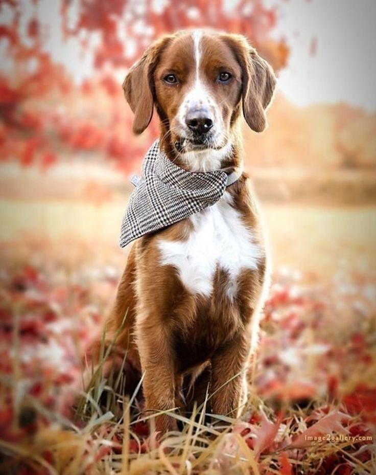 1100+ Dog Images Free Download | Cute Dog Pictures | 842 beautiful dog photos download -(23)