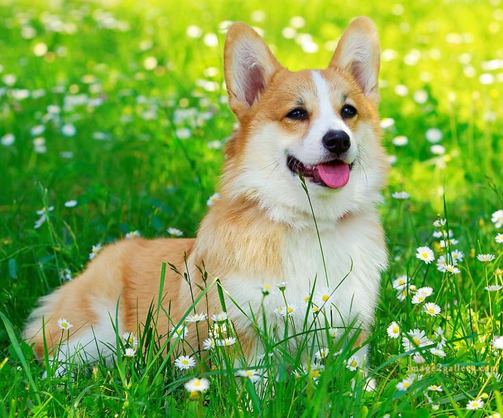 1100+ Dog Images Free Download | Cute Dog Pictures | 843 beautiful dog photos download -(24)