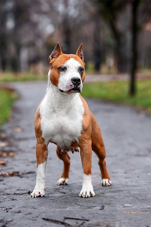 1100+ Dog Images Free Download | Cute Dog Pictures | 835 beautiful dog photos download -(26)