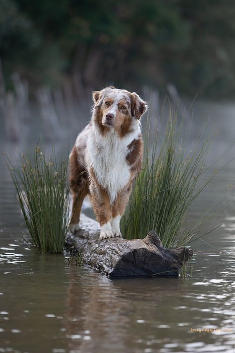1100+ Dog Images Free Download | Cute Dog Pictures | 836 beautiful dog photos download -(27)