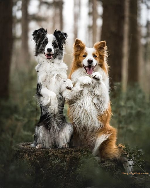 1100+ Dog Images Free Download | Cute Dog Pictures | 838 beautiful dog photos download -(28)