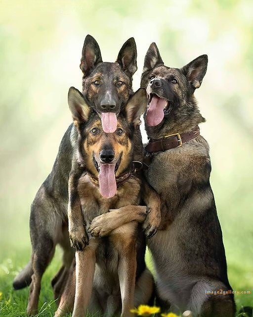 1100+ Dog Images Free Download | Cute Dog Pictures | 837 beautiful dog photos download -(29)