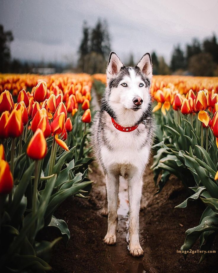 1100+ Dog Images Free Download | Cute Dog Pictures | 862 beautiful dog photos download -(3)