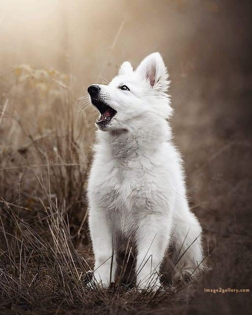 1100+ Dog Images Free Download | Cute Dog Pictures | 830 beautiful dog photos download -(30)