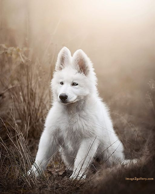 1100+ Dog Images Free Download | Cute Dog Pictures | 839 beautiful dog photos download -(31)