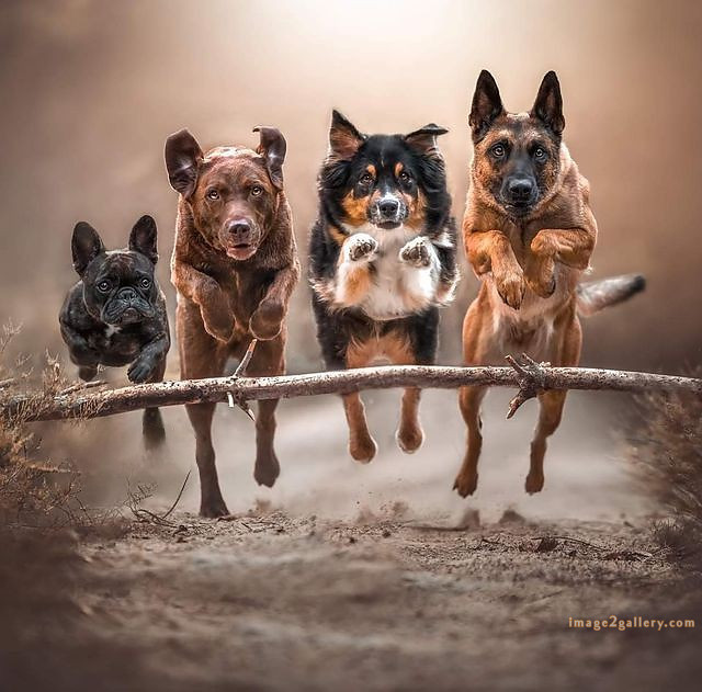 1100+ Dog Images Free Download | Cute Dog Pictures | 831 beautiful dog photos download -(32)