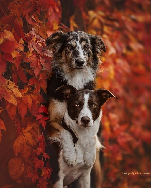 1100+ Dog Images Free Download | Cute Dog Pictures | 832 beautiful dog photos download -(33)