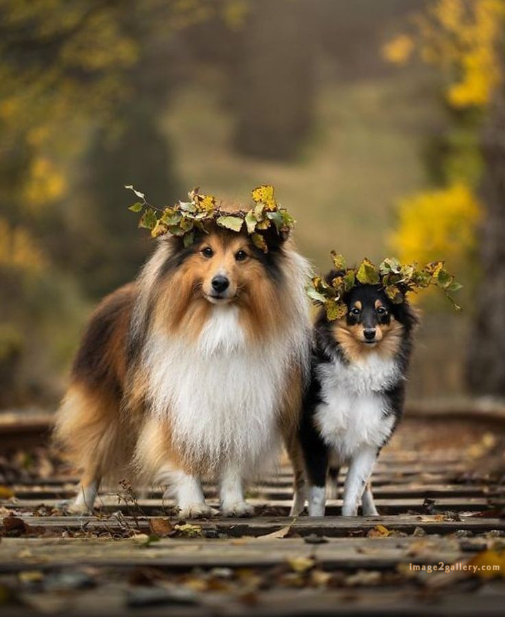 1100+ Dog Images Free Download | Cute Dog Pictures | 833 beautiful dog photos download -(34)