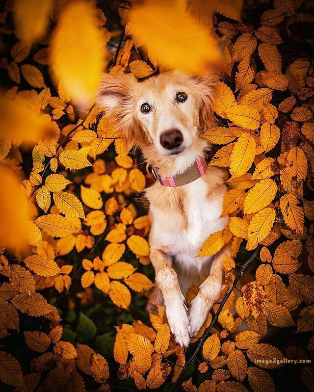 1100+ Dog Images Free Download | Cute Dog Pictures | 834 beautiful dog photos download -(35)