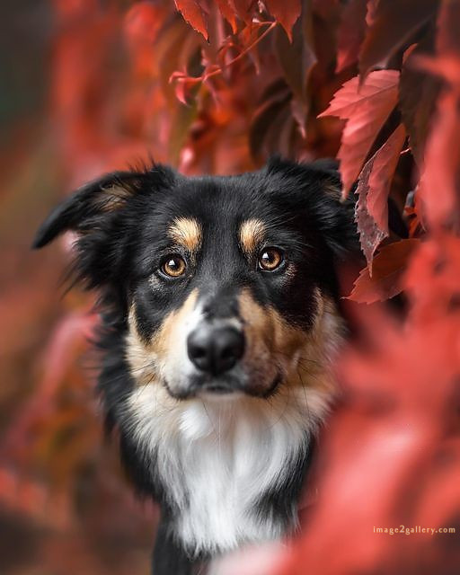 1100+ Dog Images Free Download | Cute Dog Pictures | 829 beautiful dog photos download -(36)