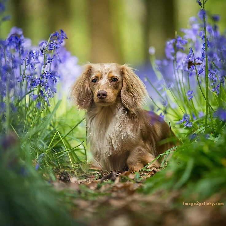 1100+ Dog Images Free Download | Cute Dog Pictures | 828 beautiful dog photos download -(37)