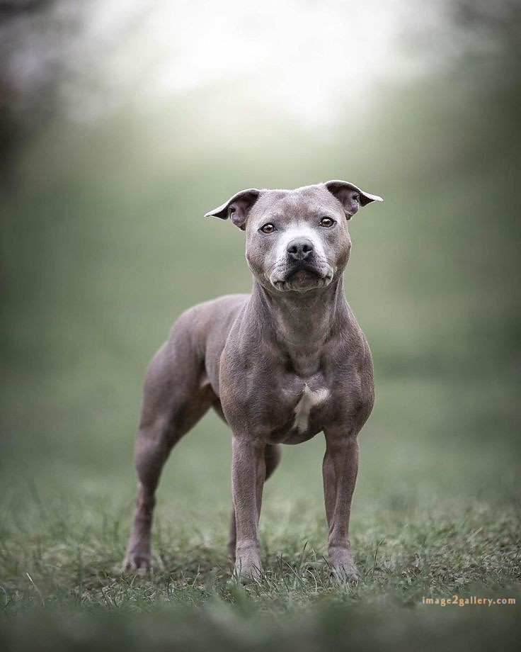 1100+ Dog Images Free Download | Cute Dog Pictures | 827 beautiful dog photos download -(38)