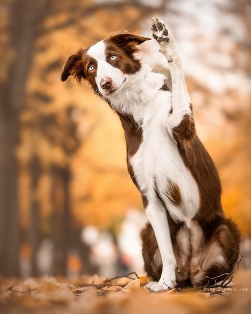 1100+ Dog Images Free Download | Cute Dog Pictures | 826 beautiful dog photos download -(39)