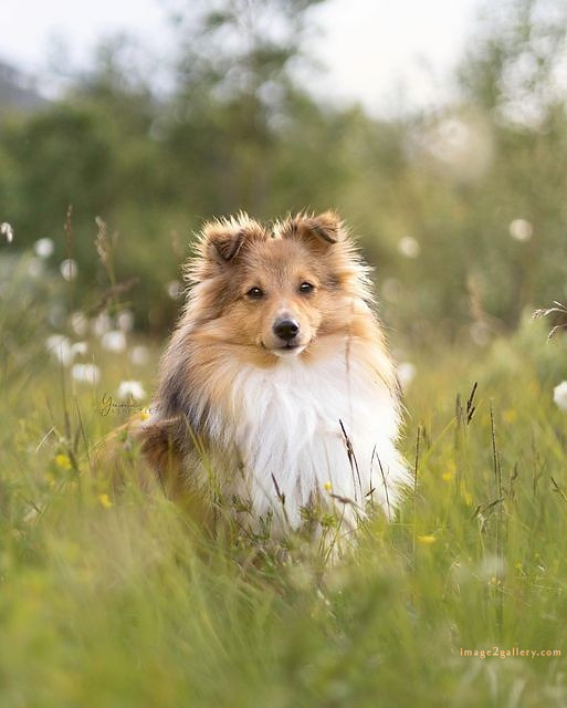 1100+ Dog Images Free Download | Cute Dog Pictures | 864 beautiful dog photos download -(4)