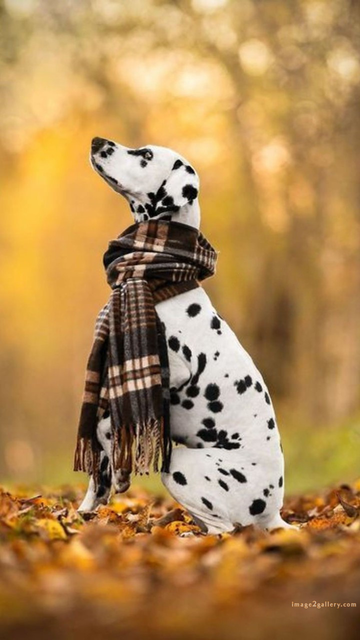 1100+ Dog Images Free Download | Cute Dog Pictures | 825 beautiful dog photos download -(40)