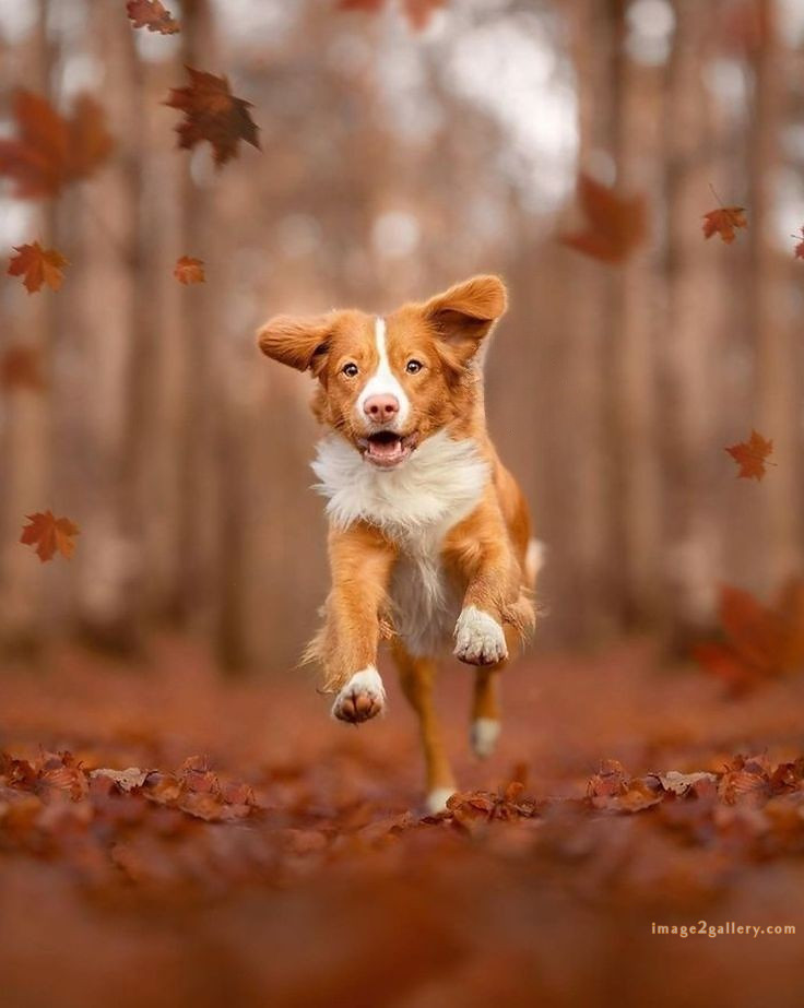 1100+ Dog Images Free Download | Cute Dog Pictures | 820 beautiful dog photos download -(41)