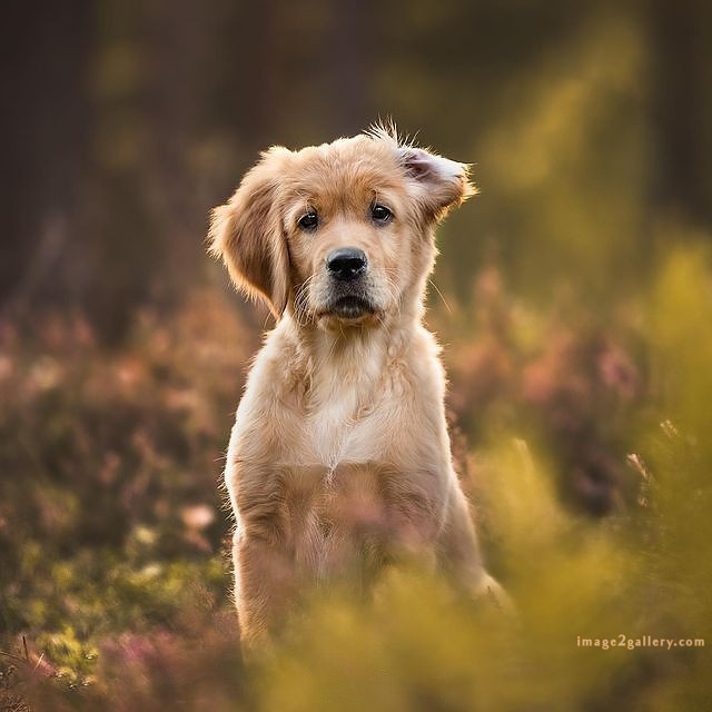 1100+ Dog Images Free Download | Cute Dog Pictures | 821 beautiful dog photos download -(42)