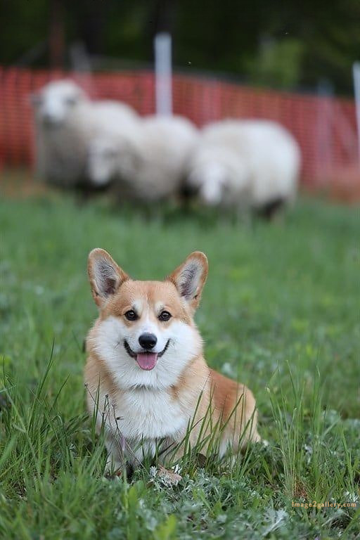 1100+ Dog Images Free Download | Cute Dog Pictures | 822 beautiful dog photos download -(43)