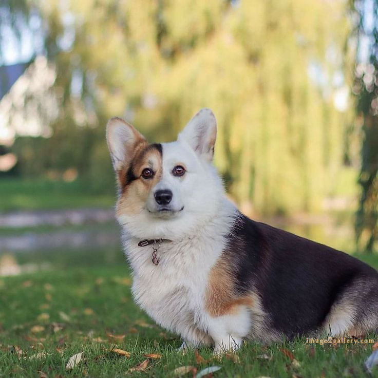 1100+ Dog Images Free Download | Cute Dog Pictures | 823 beautiful dog photos download -(44)