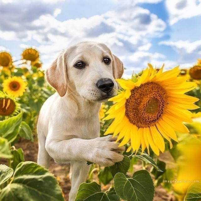 1100+ Dog Images Free Download | Cute Dog Pictures | 819 beautiful dog photos download -(45)