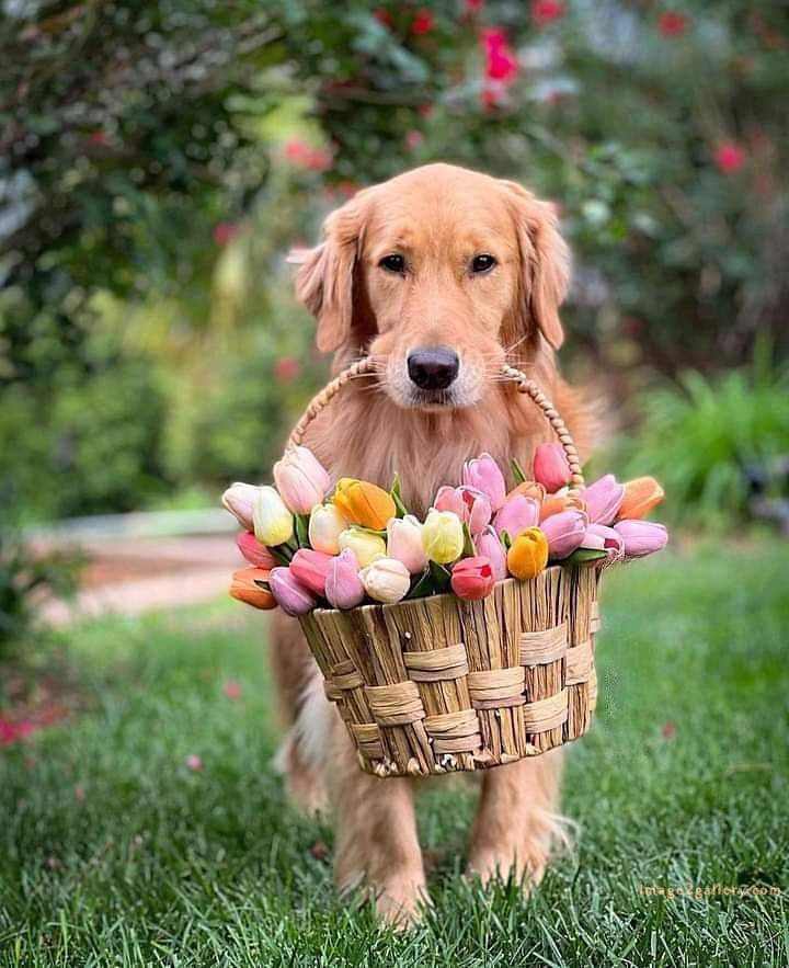 1100+ Dog Images Free Download | Cute Dog Pictures | 824 beautiful dog photos download -(46)