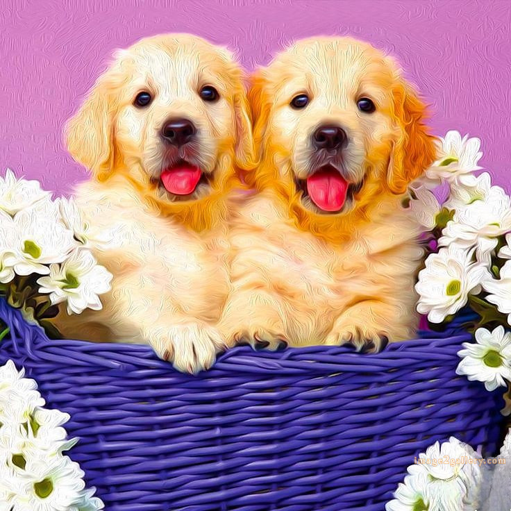 1100+ Dog Images Free Download | Cute Dog Pictures | 818 beautiful dog photos download -(47)