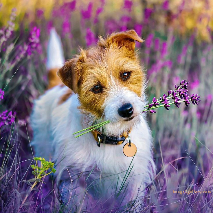 1100+ Dog Images Free Download | Cute Dog Pictures | 817 beautiful dog photos download -(48)