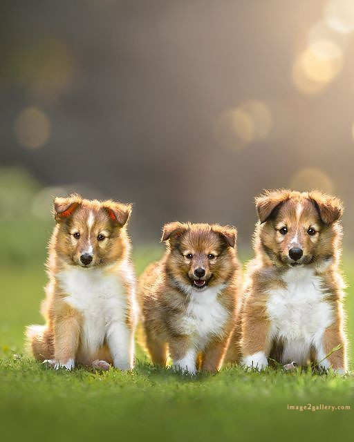 1100+ Dog Images Free Download | Cute Dog Pictures | 816 beautiful dog photos download -(49)