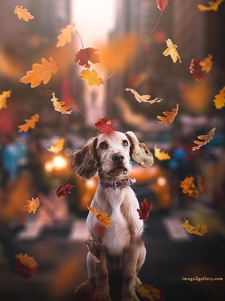 1100+ Dog Images Free Download | Cute Dog Pictures | 863 beautiful dog photos download -(5)