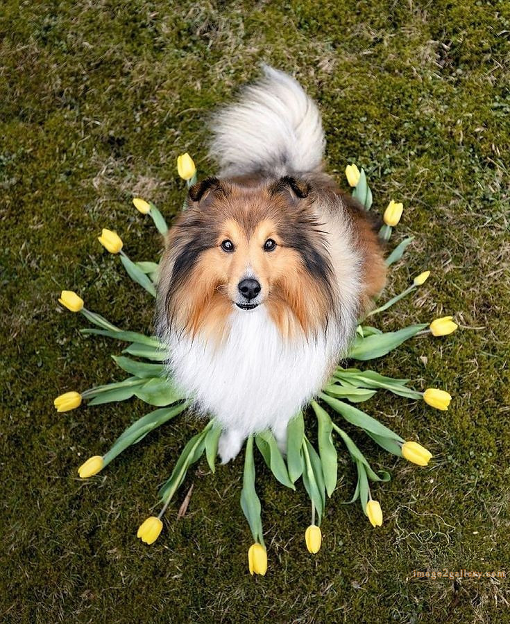 1100+ Dog Images Free Download | Cute Dog Pictures | 815 beautiful dog photos download -(50)