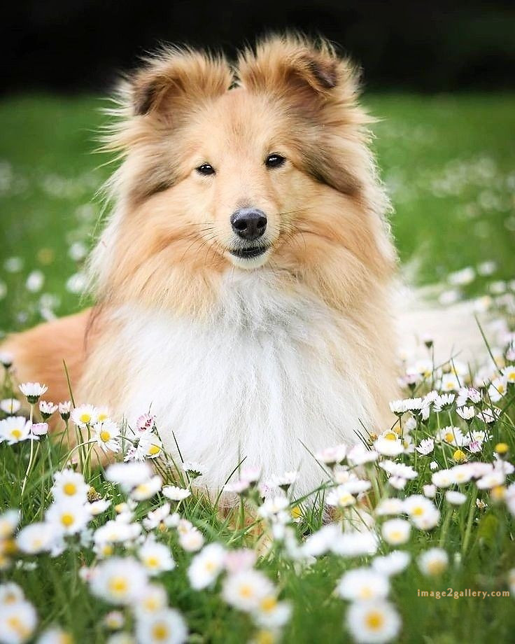 1100+ Dog Images Free Download | Cute Dog Pictures | 810 beautiful dog photos download -(51)