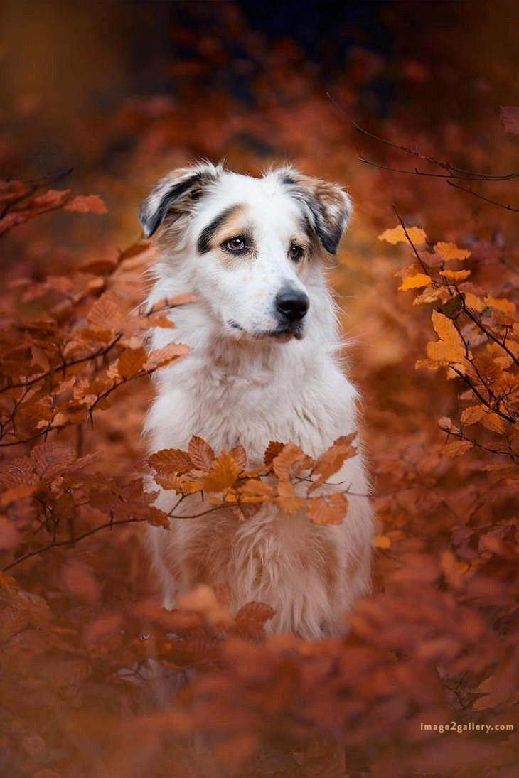 1100+ Dog Images Free Download | Cute Dog Pictures | 811 beautiful dog photos download -(52)