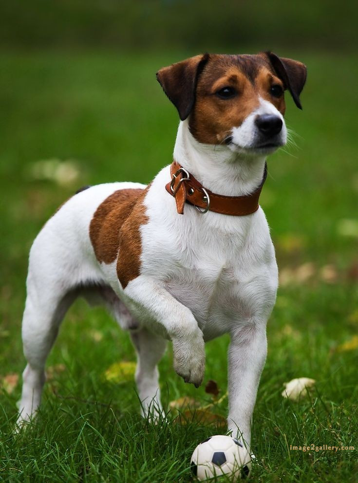 1100+ Dog Images Free Download | Cute Dog Pictures | 855 beautiful dog photos download -(6)