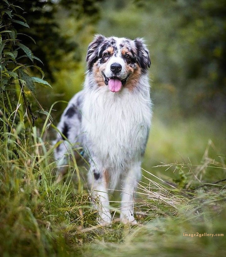 1100+ Dog Images Free Download | Cute Dog Pictures | 857 beautiful dog photos download -(8)