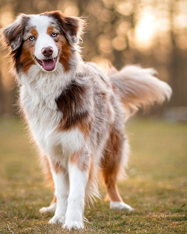 1100+ Dog Images Free Download | Cute Dog Pictures | 858 beautiful dog photos download -(9)