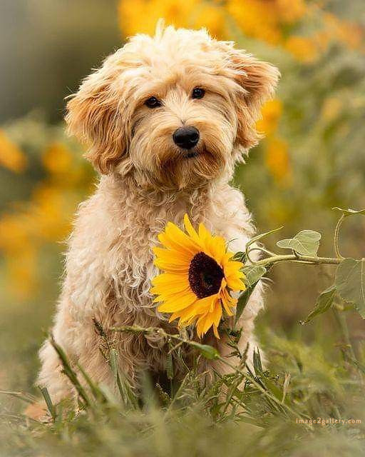 1100+ Dog Images Free Download | Cute Dog Pictures | 786 beautiful dog pictures images -