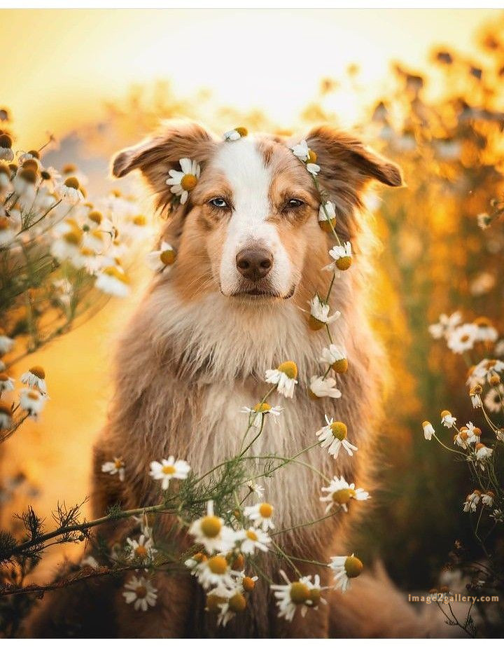1100+ Dog Images Free Download | Cute Dog Pictures | 813 beautiful dog pictures images -(1)