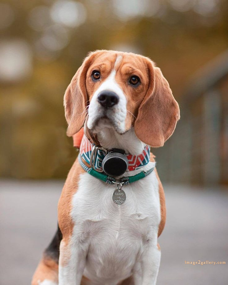 1100+ Dog Images Free Download | Cute Dog Pictures | 802 beautiful dog pictures images -(10)