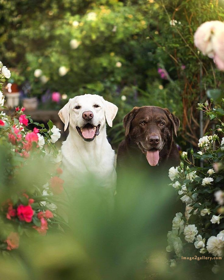 1100+ Dog Images Free Download | Cute Dog Pictures | 803 beautiful dog pictures images -(11)