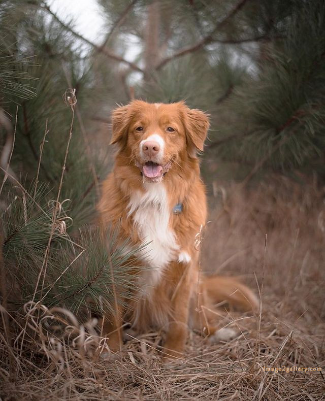 1100+ Dog Images Free Download | Cute Dog Pictures | 804 beautiful dog pictures images -(12)