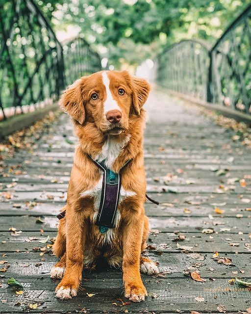 1100+ Dog Images Free Download | Cute Dog Pictures | 799 beautiful dog pictures images -(13)