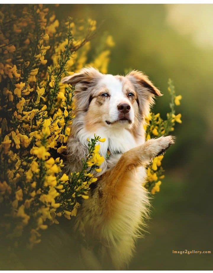 1100+ Dog Images Free Download | Cute Dog Pictures | 798 beautiful dog pictures images -(14)