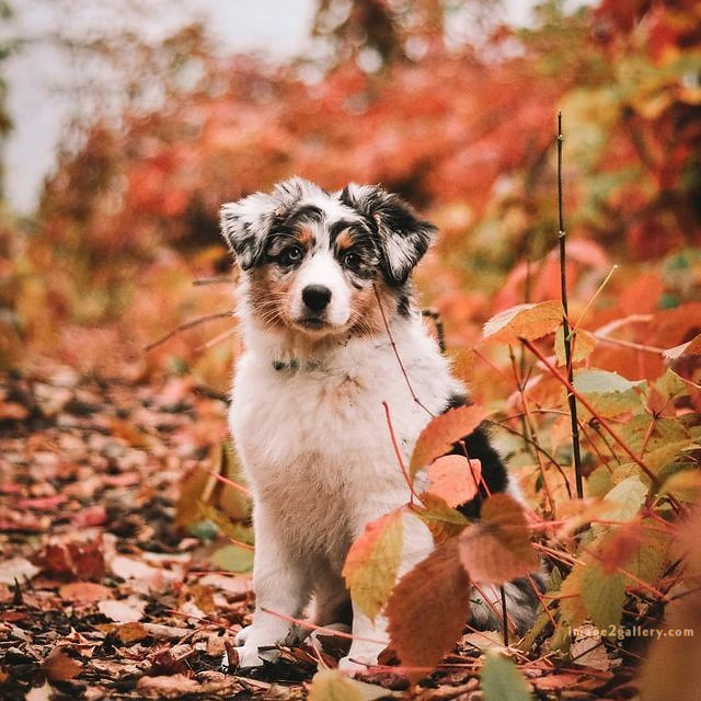 1100+ Dog Images Free Download | Cute Dog Pictures | 790 beautiful dog pictures images -(18)