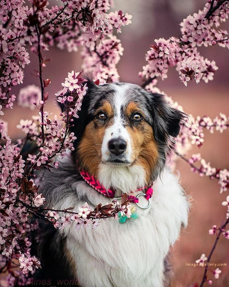 1100+ Dog Images Free Download | Cute Dog Pictures | 791 beautiful dog pictures images -(19)