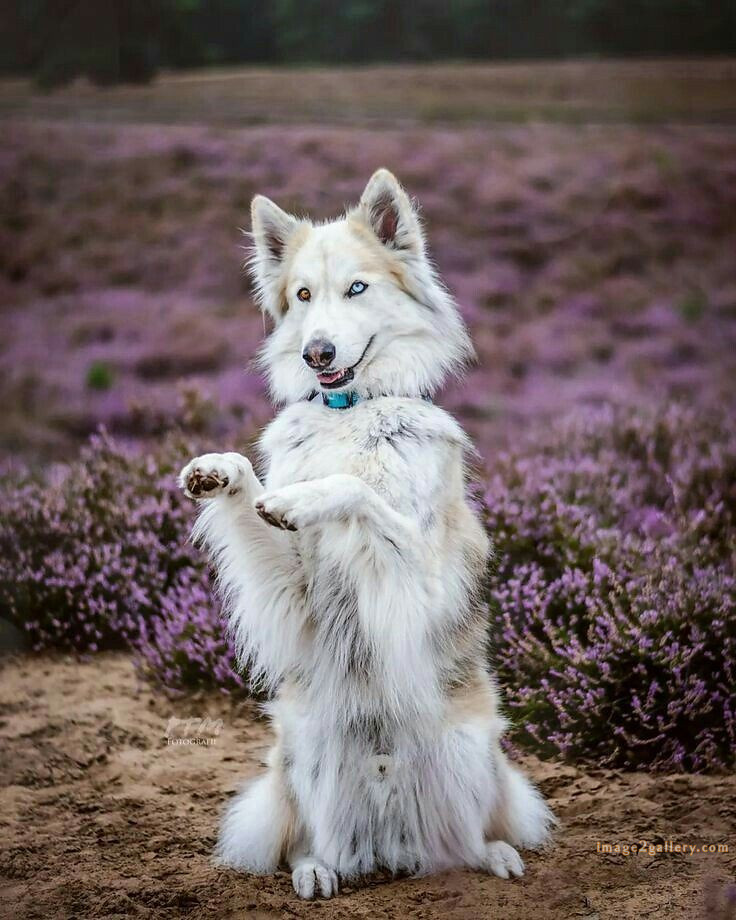 1100+ Dog Images Free Download | Cute Dog Pictures | 792 beautiful dog pictures images -(20)