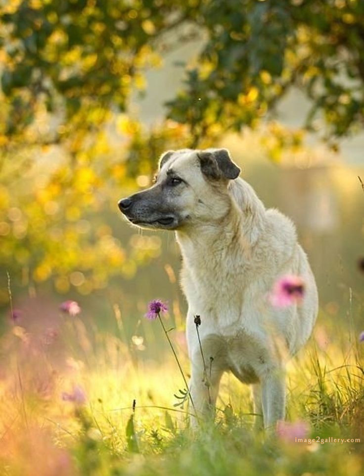 1100+ Dog Images Free Download | Cute Dog Pictures | 793 beautiful dog pictures images -(21)