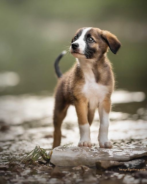 1100+ Dog Images Free Download | Cute Dog Pictures | 785 beautiful dog pictures images -(23)