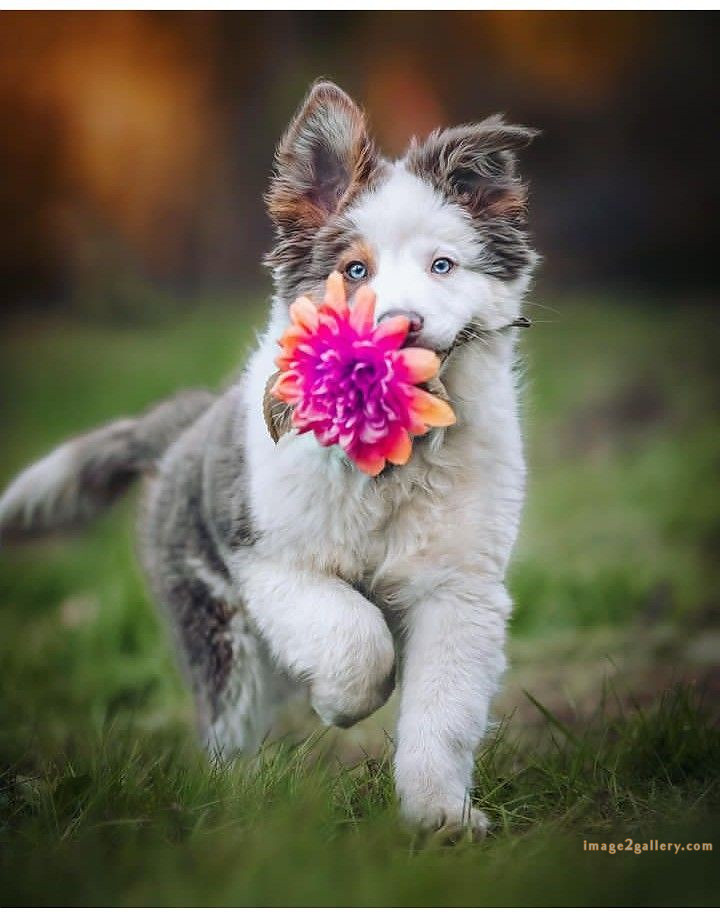 1100+ Dog Images Free Download | Cute Dog Pictures | 805 beautiful dog pictures images -(4)