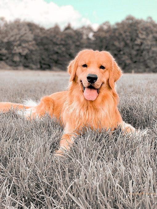 1100+ Dog Images Free Download | Cute Dog Pictures | 808 beautiful dog pictures images -(6)